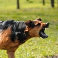 Dog Bite Injuries In NJ: How Top Law Firms Help You Fight For Justice