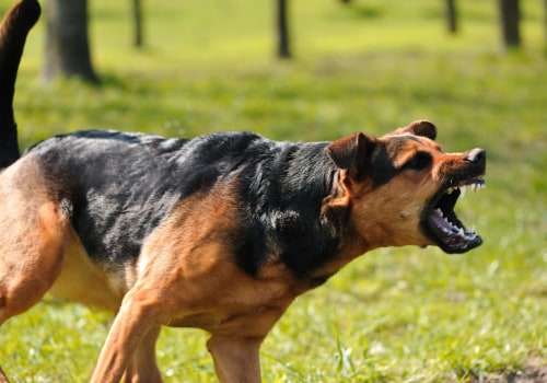 Dog Bite Injuries In NJ: How Top Law Firms Help You Fight For Justice